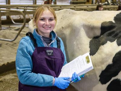 student examines a cow