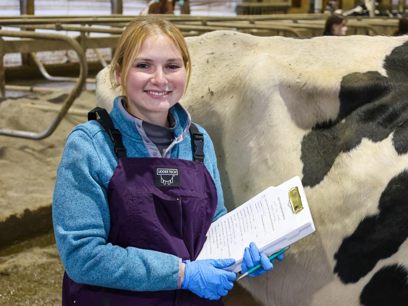 student examines a cow