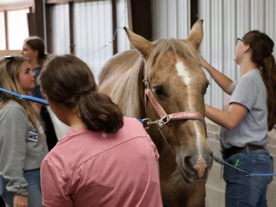 Students groom a horse at a career discovery event