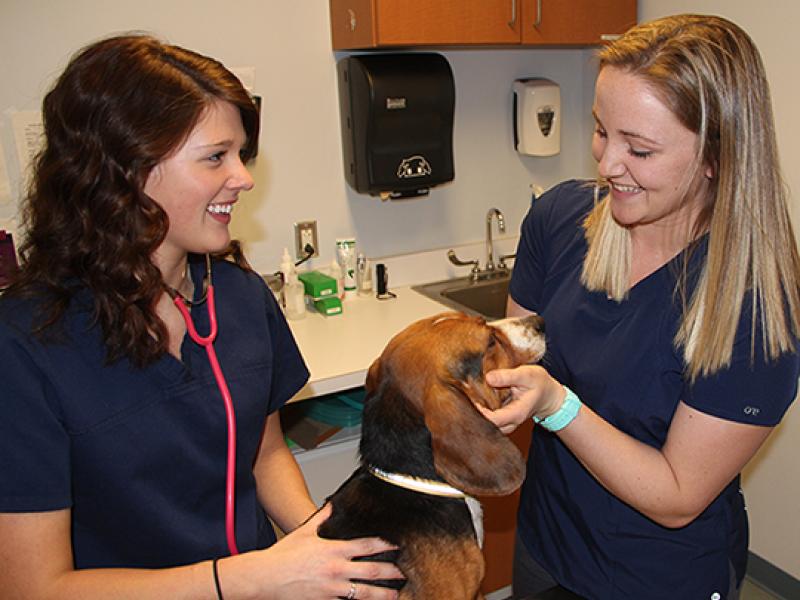 Vet Tech photo