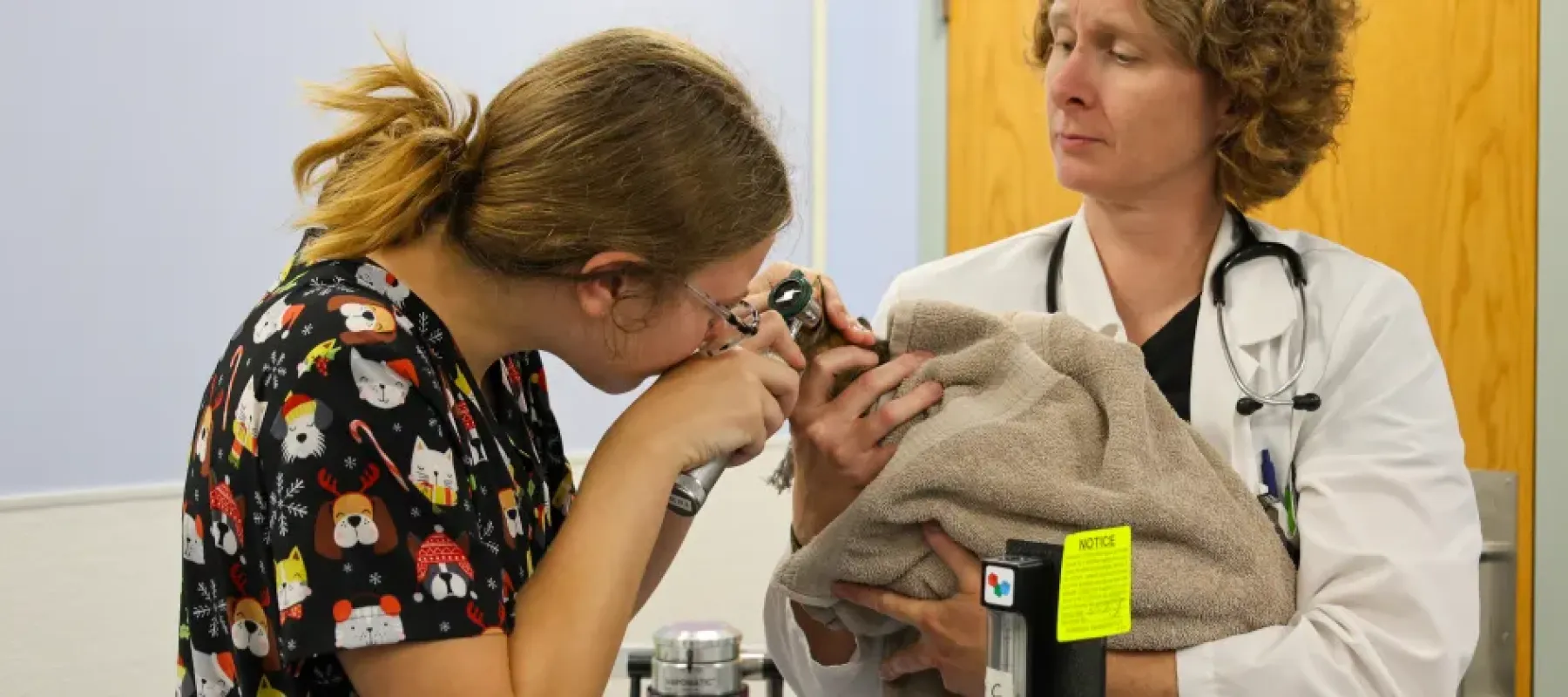 Vet tech student checks animals ears.