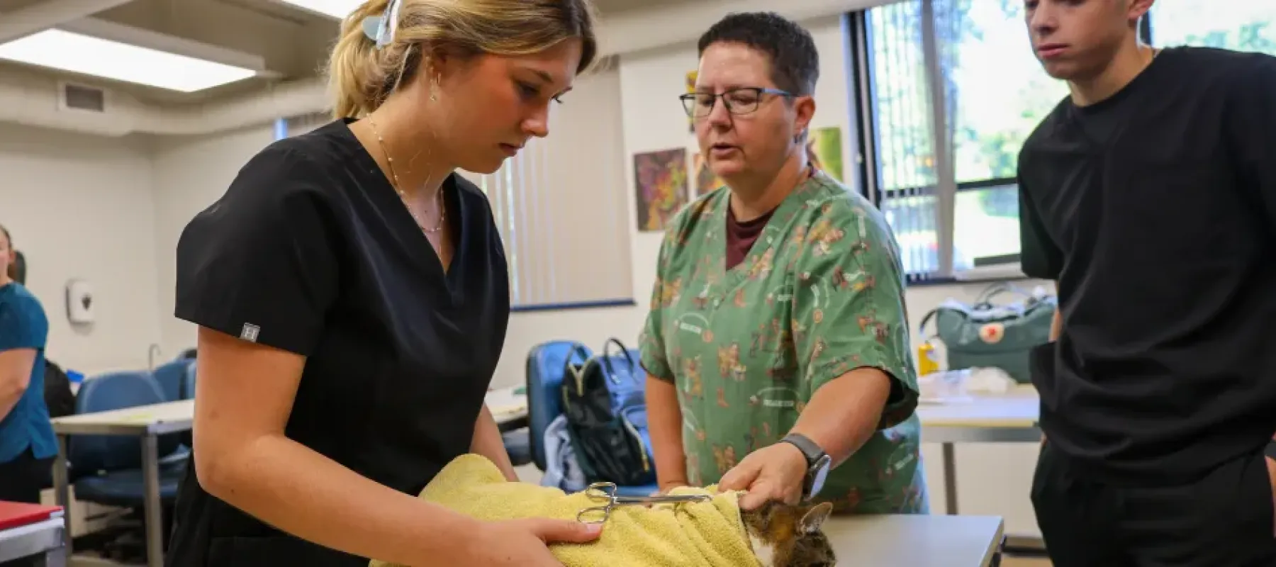 Vet tech students examine cat in classroom.