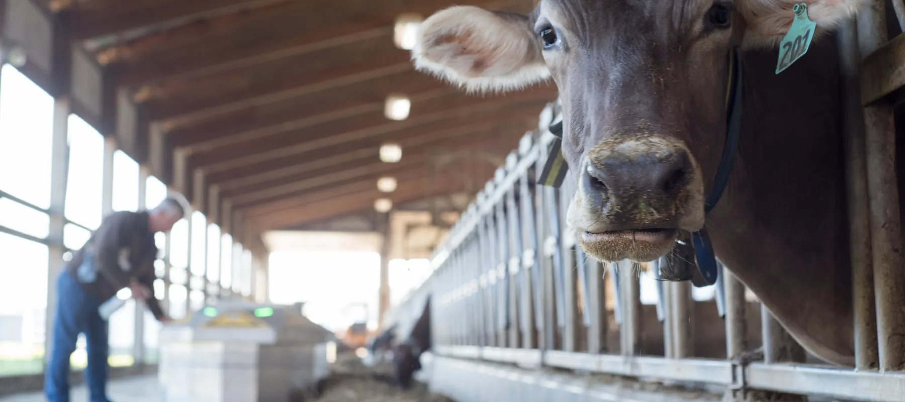 Photo of a cow with someone working in the background.