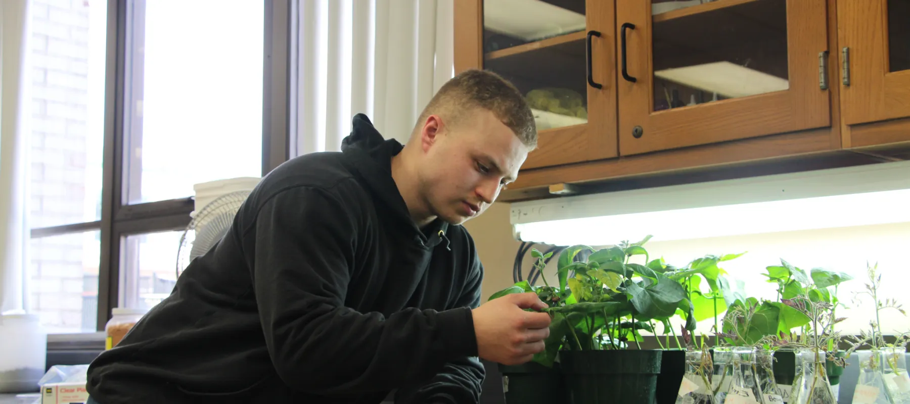 Student examining plant in classroom.