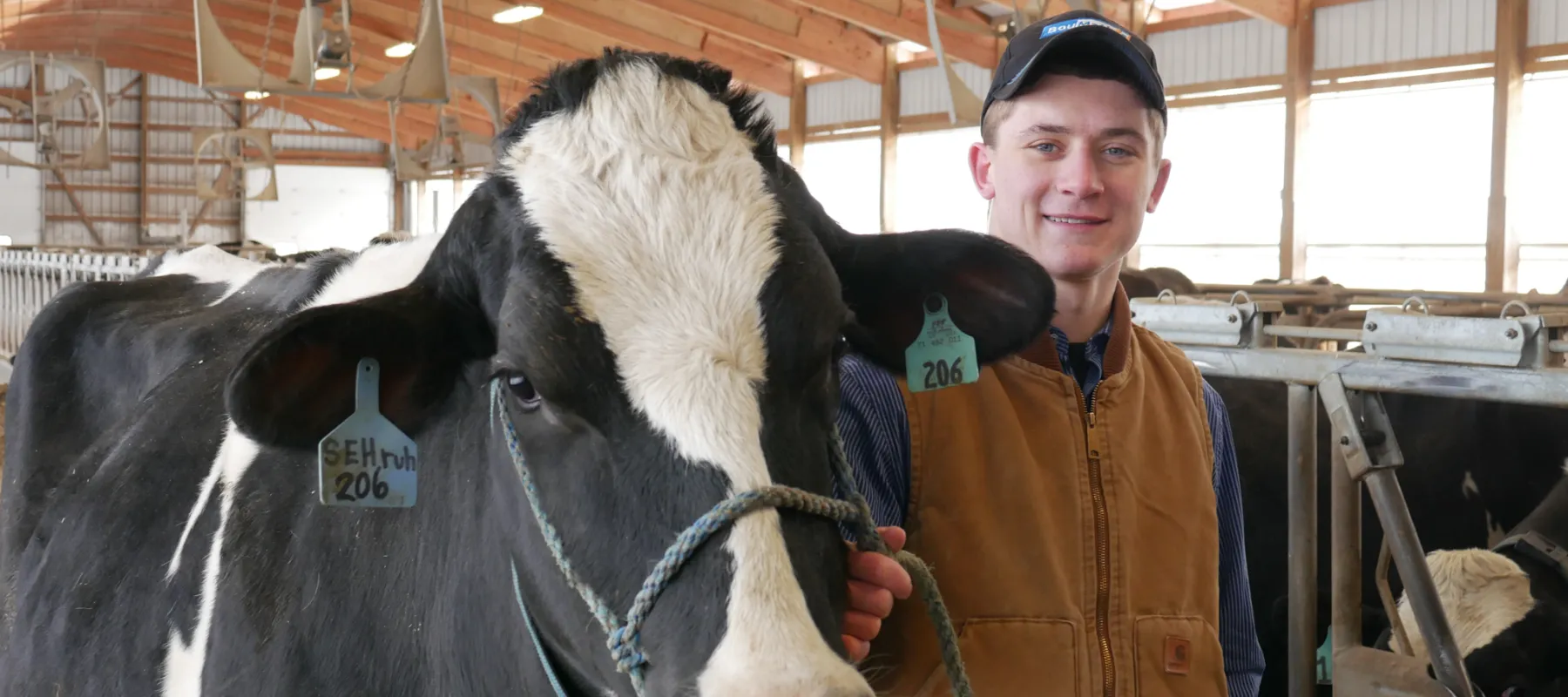 A student holding the reigns of a cow in the Alfred State barn.