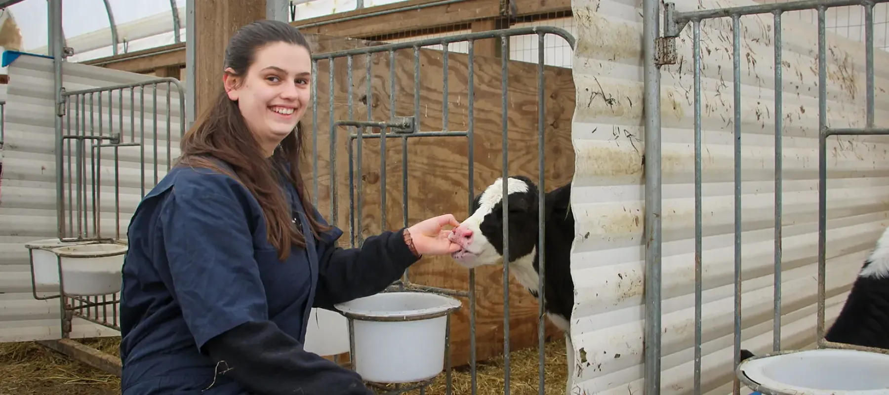 Agricultural Business student feeding baby cow.
