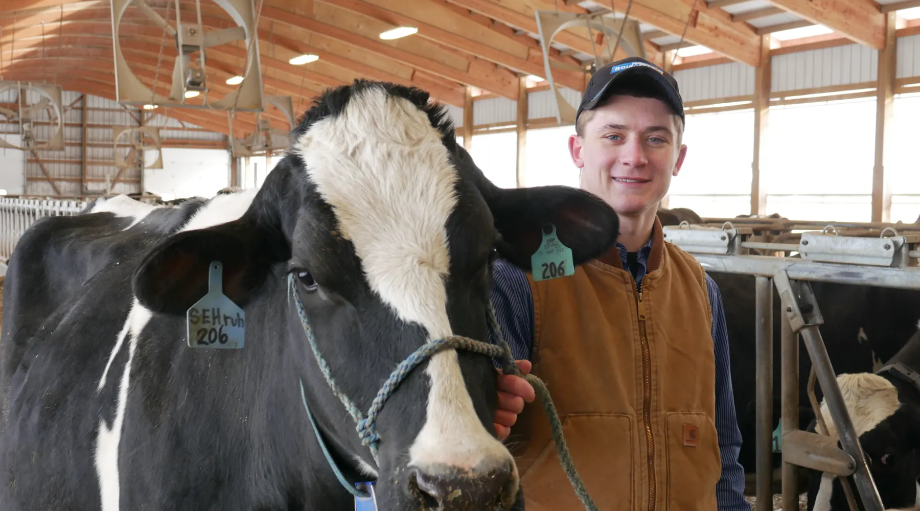 A student holding the reigns of a cow in the Alfred State barn.